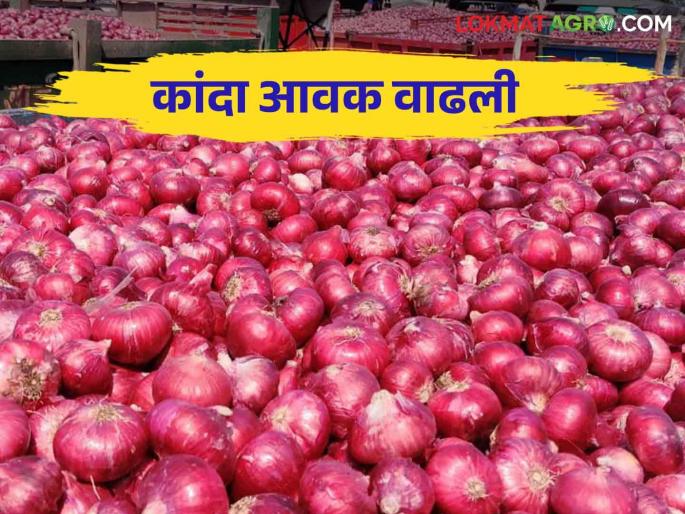 Kanda Bajarbhav : Onion fetched the highest price in Manchar market | Kanda Bajarbhav : मंचर मार्केटमध्ये कांद्याला मिळाला सर्वाधिक भाव Kanda Bajarbhav : Onion fetched the highest price in Manchar market | Kanda Bajarbhav : मंचर मार्केटमध्ये कांद्याला मिळाला सर्वाधिक भाव