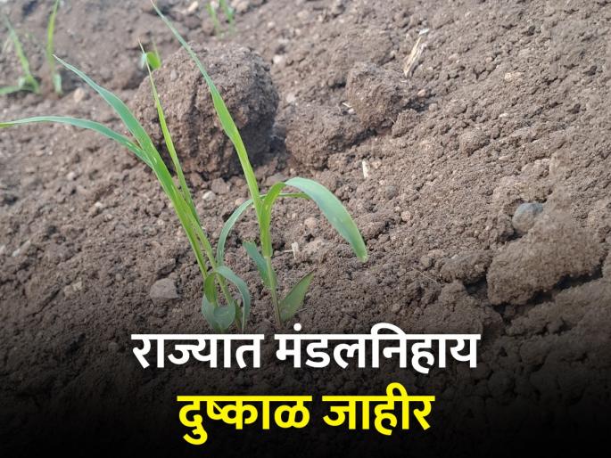 Drought situation declared in 959 revenue circles | ९५९ महसुली मंडळांमध्ये दुष्काळसदृश परिस्थिती जाहीर Drought situation declared in 959 revenue circles | ९५९ महसुली मंडळांमध्ये दुष्काळसदृश परिस्थिती जाहीर