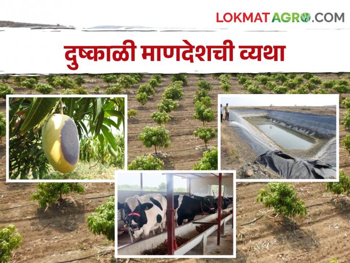 Drought Story Five lakhs spent on water to sustain orchards; Still the no good income from farming | Drought Story फळबागा जगविण्यासाठी पाण्यावर खर्च केला पाच लाख; त्यानंतर असं झालं