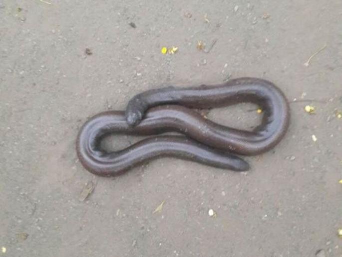 mandul snake smugglers amravati district | मांडूळ साप तस्करांवर करडी नजर mandul snake smugglers amravati district | मांडूळ साप तस्करांवर करडी नजर