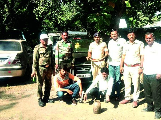 The arrest of the snoop snakes | मांडूळ साप बाळगणार्यांना अटक The arrest of the snoop snakes | मांडूळ साप बाळगणार्यांना अटक