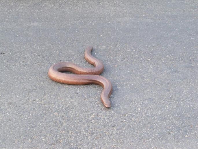 Mandula smuggler arrested from Thane | मांडूळाची तस्करी करणाऱ्यास ठाण्यातून अटक