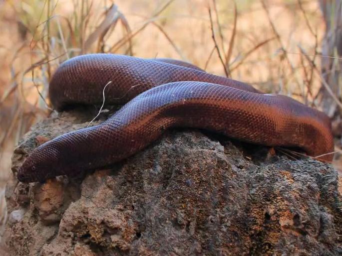 Why are sand boas in demand & one of the costliest reptiles in the black market? | 'या' सापाची किंमत ३ कोटी रूपये, पण ब्लॅक मार्केटमध्ये इतकी डिमांड असण्याचं काय आहे कारण? Why are sand boas in demand & one of the costliest reptiles in the black market? | 'या' सापाची किंमत ३ कोटी रूपये, पण ब्लॅक मार्केटमध्ये इतकी डिमांड असण्याचं काय आहे कारण?