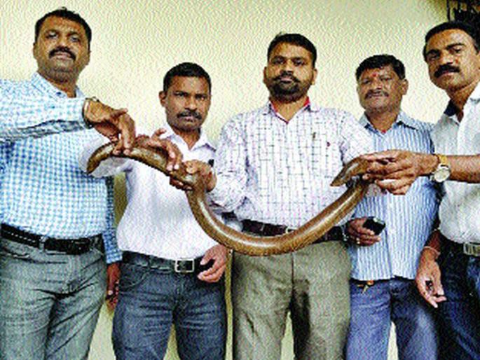 He sold his house for the purchase of crores, the superstition of the autorickshaw driver, Mandul Gang activated in the state | मांडूळ खरेदीसाठी त्याने विकले घर, रिक्षाचालकाची अंधश्रद्धा, राज्यात ‘मांडूळ गँग’ सक्रिय He sold his house for the purchase of crores, the superstition of the autorickshaw driver, Mandul Gang activated in the state | मांडूळ खरेदीसाठी त्याने विकले घर, रिक्षाचालकाची अंधश्रद्धा, राज्यात ‘मांडूळ गँग’ सक्रिय