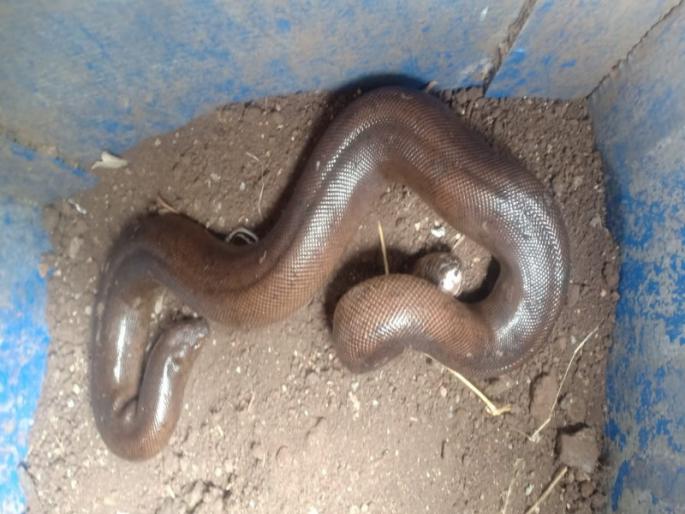 A case has been registered against two persons for smuggling Mandula worth Rs 25 lakh in Shirur taluka | शिरूर तालुक्यात २५ लाखांच्या मांडुळाची तस्करी करणाऱ्या दोघांवर गुन्हा दाखल