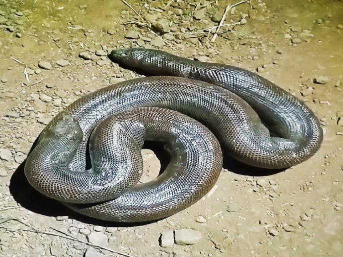 A four foot mandula was found in the Chinchan of Sangli | सांगलीतील चिंचणीत सापडले चार फुटांचे मांडूळ A four foot mandula was found in the Chinchan of Sangli | सांगलीतील चिंचणीत सापडले चार फुटांचे मांडूळ