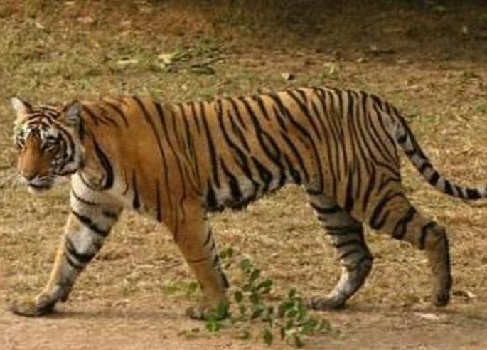 Private shooter shoots tigress though shooter at forest department | वन विभागाकडे शूटर, तरी वाघिणीला मारणार खासगी शिकारी