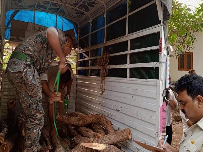 Went to search for cattle and found cattle smuggling Crime exposed due to cow vigilantes | शोधायला गेले गुरे अन् सापडली खैराची तस्करी; गोरक्षकांमुळे गुन्हा उघड Went to search for cattle and found cattle smuggling Crime exposed due to cow vigilantes | शोधायला गेले गुरे अन् सापडली खैराची तस्करी; गोरक्षकांमुळे गुन्हा उघड