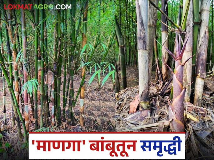 This crop has brought prosperity to agriculture in Sindhudurg district, generating a turnover of Rs 60 crore; Read in detail | सिंधुदुर्ग जिल्ह्यात या पिकातून शेतीत आली समृद्धी, होतेय ६० कोटी रुपयांची उलाढाल; वाचा सविस्तर This crop has brought prosperity to agriculture in Sindhudurg district, generating a turnover of Rs 60 crore; Read in detail | सिंधुदुर्ग जिल्ह्यात या पिकातून शेतीत आली समृद्धी, होतेय ६० कोटी रुपयांची उलाढाल; वाचा सविस्तर