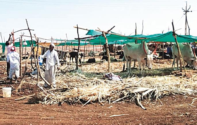All the cattle had left the house for livestock! | पशुधनासाठी घरदार सोडून आले सारेच एकत्र ! All the cattle had left the house for livestock! | पशुधनासाठी घरदार सोडून आले सारेच एकत्र !