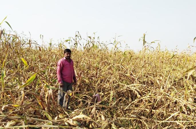 In one night, four acres of sorghum seeds were stolen | एका रात्रीत चार एकरांतील ज्वारीची कणसे गेली चोरीला