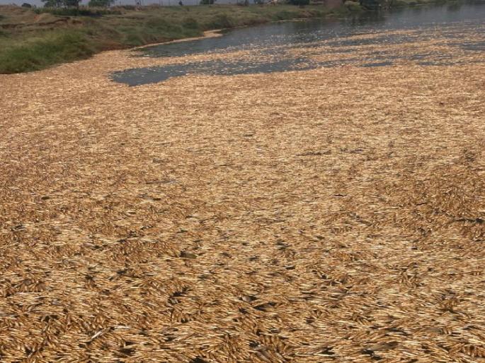 Expenditure of dead fish on Rukdi dam of Panchganga | पंचगंगेच्या रूकडी बंधाऱ्यावर मृत माशांचा खच, नदी प्रदूषण करणाऱ्यांवर कठोर कारवाईची ग्रामस्थांची मागणी Expenditure of dead fish on Rukdi dam of Panchganga | पंचगंगेच्या रूकडी बंधाऱ्यावर मृत माशांचा खच, नदी प्रदूषण करणाऱ्यांवर कठोर कारवाईची ग्रामस्थांची मागणी