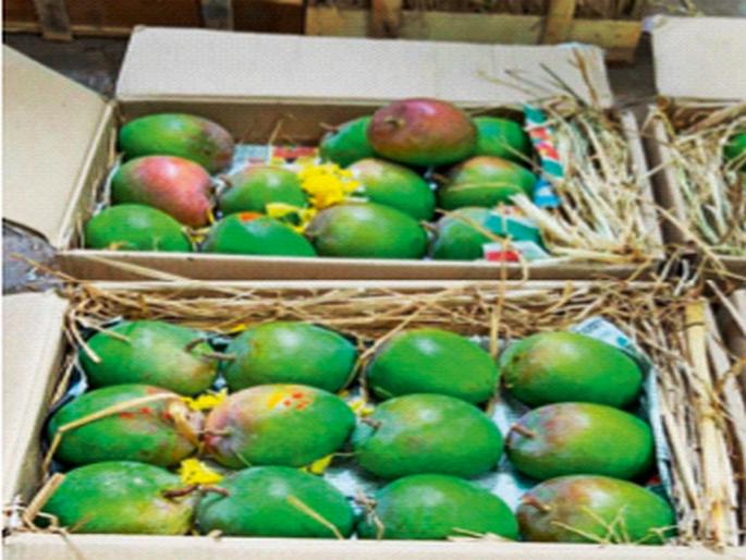 Mango: Junnar's hapus ala ha ala..., inflows started in the market committee before a month | Mango: जुन्नरचा हापूस आला हाे आला..., महिनाभराआधीच बाजार समितीमध्ये आवक सुरू Mango: Junnar's hapus ala ha ala..., inflows started in the market committee before a month | Mango: जुन्नरचा हापूस आला हाे आला..., महिनाभराआधीच बाजार समितीमध्ये आवक सुरू