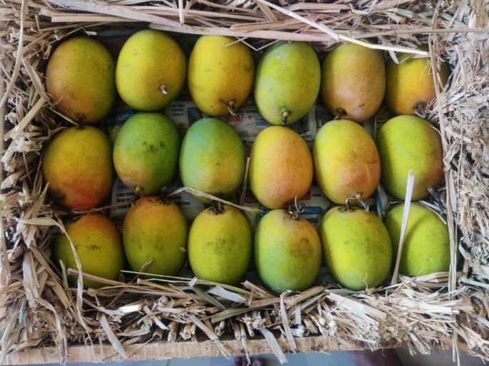 Smuggling liquor from Goa through mango boxes police action on baramati supa morgao road | काय शक्कल लढवतील सांगता येत नाही! चक्क आंब्याच्या पेट्यांमधून गोव्यातील मद्याची तस्करी Smuggling liquor from Goa through mango boxes police action on baramati supa morgao road | काय शक्कल लढवतील सांगता येत नाही! चक्क आंब्याच्या पेट्यांमधून गोव्यातील मद्याची तस्करी