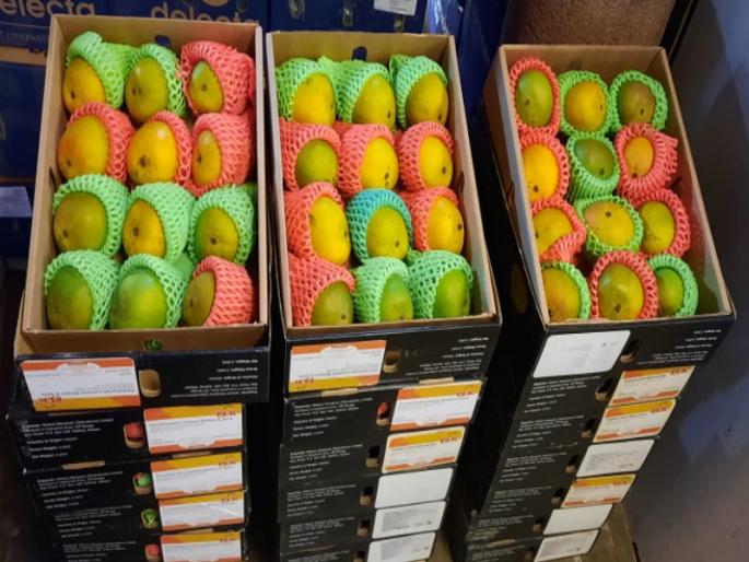 'Malawi Hapus' from Africa enters the market yard in Pune; A mango costs around Rs.500 | आफ्रिकेतील 'मालावी हापूस' पुण्यातील मार्केटयार्डात दाखल; एका आंब्याची किंमत तब्बल ३०० रुपये 'Malawi Hapus' from Africa enters the market yard in Pune; A mango costs around Rs.500 | आफ्रिकेतील 'मालावी हापूस' पुण्यातील मार्केटयार्डात दाखल; एका आंब्याची किंमत तब्बल ३०० रुपये
