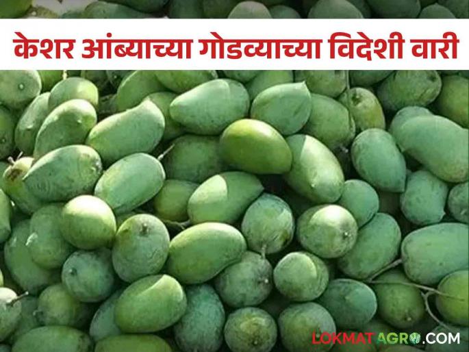 Mango Market: Saffron mangoes like Englishmen | Mango Market : इंग्लंडवासीयांना केशर आंब्याची भूरळ Mango Market: Saffron mangoes like Englishmen | Mango Market : इंग्लंडवासीयांना केशर आंब्याची भूरळ