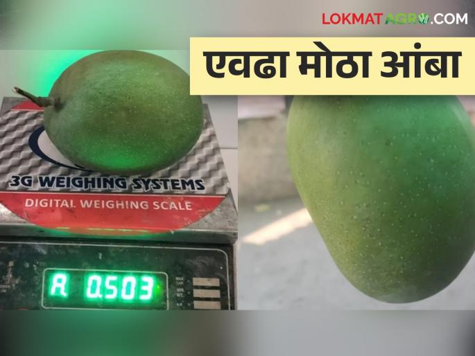 What are you saying? Half a kilo of mango was found in this farmer's mango orchard | काय सांगताय; या शेतकऱ्याच्या बागेत आढळला अर्धा किलोचा आंबा What are you saying? Half a kilo of mango was found in this farmer's mango orchard | काय सांगताय; या शेतकऱ्याच्या बागेत आढळला अर्धा किलोचा आंबा