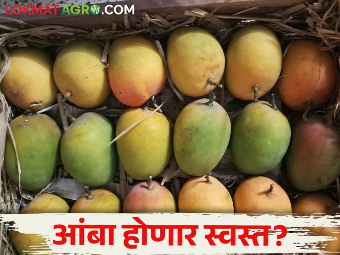 Mango arrivals increased in Vashi market; How is the market price? | वाशी मार्केटमध्ये आंब्याची आवक वाढली; कसा मिळतोय बाजारभाव