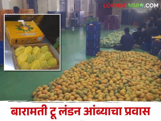 Mango Export Baramati mangoes have now reached London, America market | Mango Export बारामतीचा आंबा पोहोचला लंडन, अमेरिकेच्या बाजारात, प्रति किलो असा मिळाला भाव Mango Export Baramati mangoes have now reached London, America market | Mango Export बारामतीचा आंबा पोहोचला लंडन, अमेरिकेच्या बाजारात, प्रति किलो असा मिळाला भाव