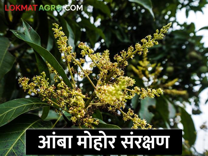 How to protect mango fruit blossom? | आंबा फळ पिकातील मोहोराचे संरक्षण कसे कराल? How to protect mango fruit blossom? | आंबा फळ पिकातील मोहोराचे संरक्षण कसे कराल?