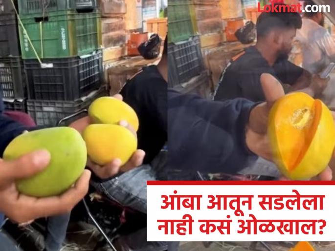 Mango Buying Trick : Trick to check mango is sweet ripe or rotten inside | आंबा वरून चांगला दिसतो, पण घरी कापल्यावर आतून सडलेला निघतो; आतून सडलाय की नाही कसं ओळखाल? पाहा ट्रिक Mango Buying Trick : Trick to check mango is sweet ripe or rotten inside | आंबा वरून चांगला दिसतो, पण घरी कापल्यावर आतून सडलेला निघतो; आतून सडलाय की नाही कसं ओळखाल? पाहा ट्रिक