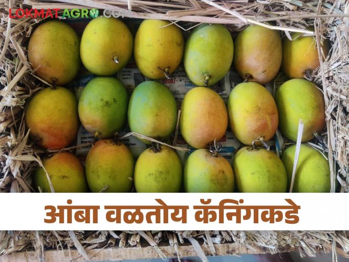 Starting mango canning; How are you getting the rate? | आंबा कॅनिंगला सुरवात; कसा मिळतोय दर