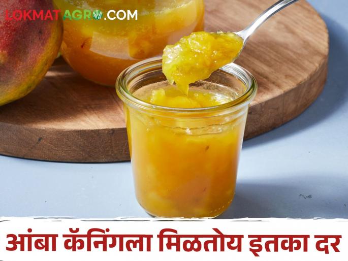 Mango canning started farmers are getting how much rate for per kg | आंबा कॅनिंगला सुरवात प्रतिकिलोमागे शेतकऱ्यांना मिळतोय एवढा दर Mango canning started farmers are getting how much rate for per kg | आंबा कॅनिंगला सुरवात प्रतिकिलोमागे शेतकऱ्यांना मिळतोय एवढा दर
