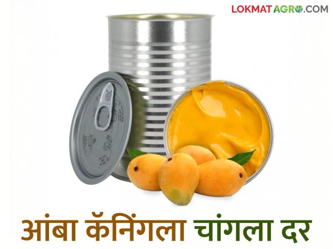 Gardeners are inclined to offer mangoes for canning; How are they getting the price for canning this year? | कॅनिंगसाठी आंबा देण्याकडे बागायतदारांचा कल; यंदा कसा मिळतोय कॅनिंगला दर?