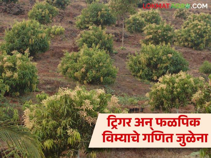 Weather based fruit Crop Insurance trigger cant hit in konkan that's why major loss of mango grower farmers | Fal Pik Vima Yojana : महसूल मंडळातून ट्रिगर कार्यान्वित न झाल्यामुळे आंबा बागायतदारांना फटका Weather based fruit Crop Insurance trigger cant hit in konkan that's why major loss of mango grower farmers | Fal Pik Vima Yojana : महसूल मंडळातून ट्रिगर कार्यान्वित न झाल्यामुळे आंबा बागायतदारांना फटका