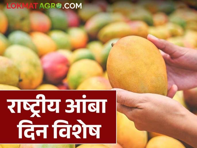 From Hapus to Totapuri; Know the different varieties of mango and their producing states | हापूस ते तोतापुरी; जाणून घ्या आंब्याच्या विविध जाती आणि त्यांची उत्पादक राज्ये