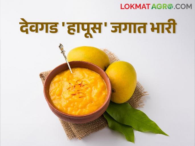 Devgad Hapus The amras of Devgad Hapus is huge in taste in the world | Devgad Hapus देवगड हापूसचा आमरस जगात चवीमध्ये भारी
