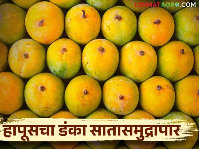 Americans, Europeans, along with the Gulf countries are in love with mangoes; 10 tons of mangoes per day abroad | आखाती देशांसह अमेरिकन, युरोपीयनही आंब्याच्या प्रेमात; दररोज १० टन आंबा परदेशात