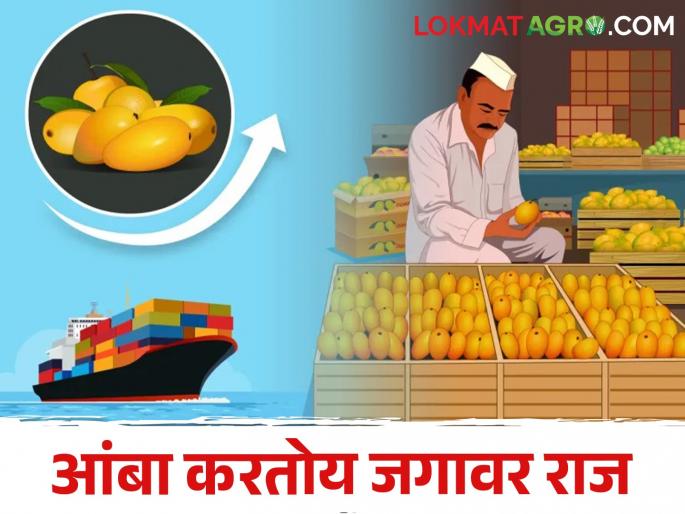 How many metric tons of mango Export form Maharashtra | Mango Export परदेशात पोहोचला इतका मेट्रिक टन आंबा How many metric tons of mango Export form Maharashtra | Mango Export परदेशात पोहोचला इतका मेट्रिक टन आंबा