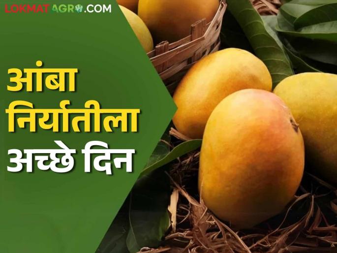 Amba Niryat : Four thousand tons of mangoes will be exported this year; These state-of-the-art facilities are available for export | Amba Niryat : यंदा चार हजार टन आंबा निर्यात होणार; निर्यातीसाठी या अत्याधुनिक सुविधा उपलब्ध Amba Niryat : Four thousand tons of mangoes will be exported this year; These state-of-the-art facilities are available for export | Amba Niryat : यंदा चार हजार टन आंबा निर्यात होणार; निर्यातीसाठी या अत्याधुनिक सुविधा उपलब्ध