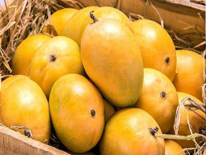 Buyers will come to Ratnagiri for export mangoes | आंबा बागायतदारांना दिलासा, निर्यातीसाठीचा माल प्रथमच जागेवर विकला जाणार Buyers will come to Ratnagiri for export mangoes | आंबा बागायतदारांना दिलासा, निर्यातीसाठीचा माल प्रथमच जागेवर विकला जाणार
