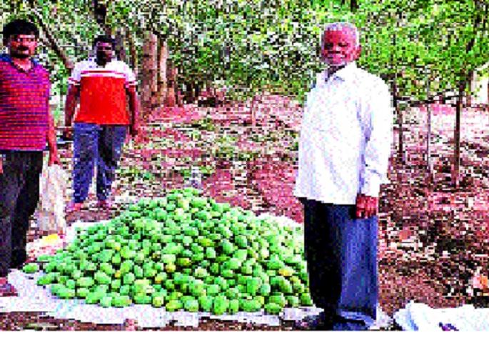 Twenty-one of the 25 mangrove plant Kasegaon's retired teacher confronts success stories, hard work | बारा गुंठ्यात २५ आंब्यांच्या झाडाची बाग । कासेगावच्या निवृत्त शिक्षकाने जपला छंद, कष्टाला यशाचे कोंदण Twenty-one of the 25 mangrove plant Kasegaon's retired teacher confronts success stories, hard work | बारा गुंठ्यात २५ आंब्यांच्या झाडाची बाग । कासेगावच्या निवृत्त शिक्षकाने जपला छंद, कष्टाला यशाचे कोंदण
