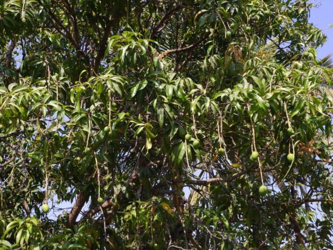The rain, trampled the blossoms Mango farmers lost sleep | पाऊस, तुडतुड्याने मोहोर खाल्ला; आंबा बागायतदारांची झोप उडाली! अवकाळीमुळे आंबा पीक अडचणीत The rain, trampled the blossoms Mango farmers lost sleep | पाऊस, तुडतुड्याने मोहोर खाल्ला; आंबा बागायतदारांची झोप उडाली! अवकाळीमुळे आंबा पीक अडचणीत