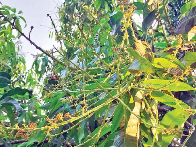 Mango growers scared due to re sealing, crop in danger due to natural calamity | पुनर्मोहरामुळे आंबा बागायतदार धास्तावले, नैसर्गिक संकटामुळे पीक धोक्यात  Mango growers scared due to re sealing, crop in danger due to natural calamity | पुनर्मोहरामुळे आंबा बागायतदार धास्तावले, नैसर्गिक संकटामुळे पीक धोक्यात