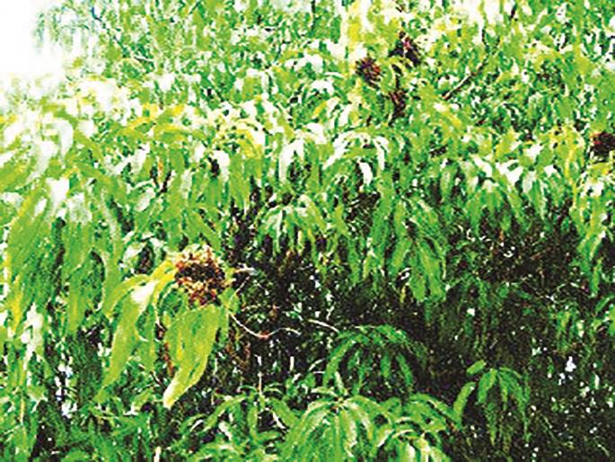 Devgad Hapus mango fruit now a new problem of fruit fly | देवगड हापूस आंब्याच्या मोहरावर आता फळमाशीचे नवे संकट Devgad Hapus mango fruit now a new problem of fruit fly | देवगड हापूस आंब्याच्या मोहरावर आता फळमाशीचे नवे संकट