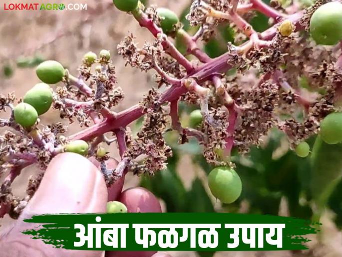 Amba Falgal : Follow these simple steps to prevent fruit rot in mango crops | Amba Falgal : आंबा पिकातील फळगळ रोखण्यासाठी करा हे सोपे उपाय Amba Falgal : Follow these simple steps to prevent fruit rot in mango crops | Amba Falgal : आंबा पिकातील फळगळ रोखण्यासाठी करा हे सोपे उपाय