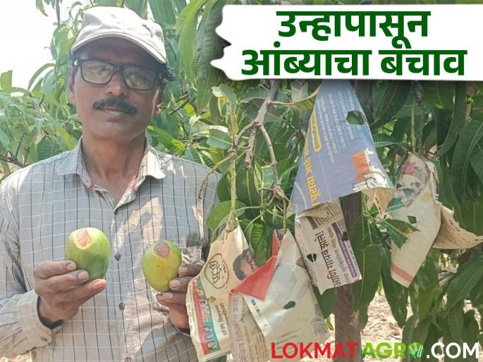 Patan farmer's unique experiment to save mango fruits from the sunburn; Know the details | उन्हापासून आंबा फळ वाचविण्यासाठी पाटणच्या शेतकऱ्याने केला हा अनोखा प्रयोग; जाणून घ्या सविस्तर Patan farmer's unique experiment to save mango fruits from the sunburn; Know the details | उन्हापासून आंबा फळ वाचविण्यासाठी पाटणच्या शेतकऱ्याने केला हा अनोखा प्रयोग; जाणून घ्या सविस्तर