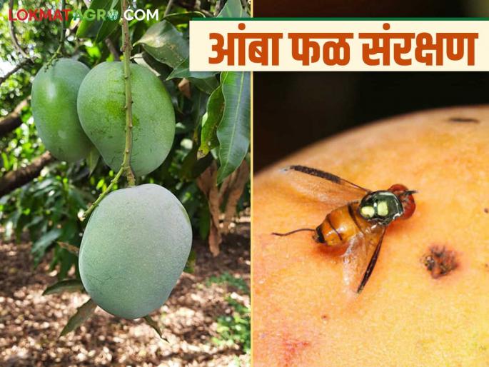 Follow these simple remedies for fruit rot, malformation and fruit fly in mangoes; Read in detail | आंब्यातील फळकुज, साका आणि फळमाशीसाठी करा हे सोपे उपाय; वाचा सविस्तर Follow these simple remedies for fruit rot, malformation and fruit fly in mangoes; Read in detail | आंब्यातील फळकुज, साका आणि फळमाशीसाठी करा हे सोपे उपाय; वाचा सविस्तर