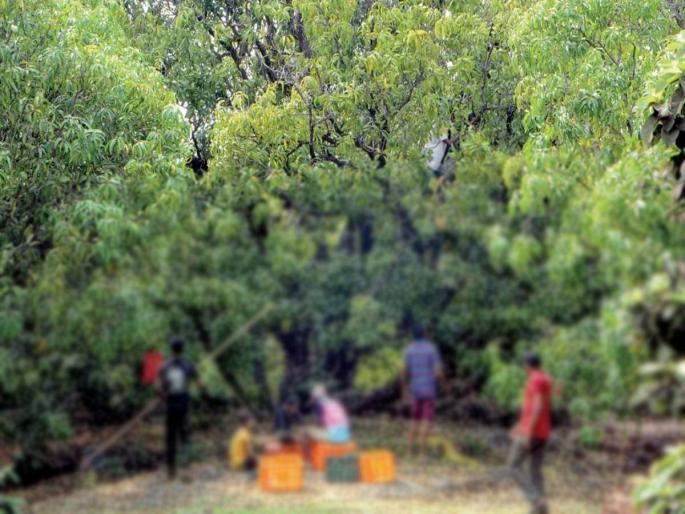 Sonchafa, Mogar on 1314 ha with mango, chikku orchards in Thane district; Proud of the entire state | ठाणे जिल्ह्यात आंबा, चिक्कूच्या फळबागांसह सोनचाफा, मोगर १3१४ हेक्टरवर; राज्यभरासाठी अभिमानास्पद