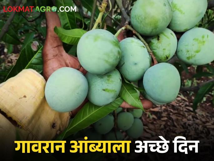 How to get market price for Gavran deshi pickle mango | Mango Market लोणचाच्या गावरान आंब्याला शेकडा कसा मिळतोय दर How to get market price for Gavran deshi pickle mango | Mango Market लोणचाच्या गावरान आंब्याला शेकडा कसा मिळतोय दर
