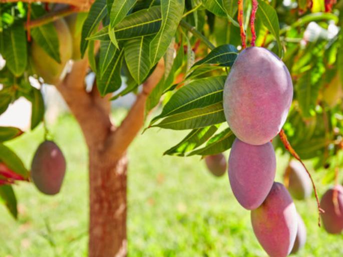 No matter how big the ego, small looks before humility; Read the quarrel between the mango tree and the grass | अहंकार असो कितीही मोठा, नम्रतेपुढे दिसतो छोटा; वाचा आम्रवृक्षाचे व गवताच्या पातीचे भांडण No matter how big the ego, small looks before humility; Read the quarrel between the mango tree and the grass | अहंकार असो कितीही मोठा, नम्रतेपुढे दिसतो छोटा; वाचा आम्रवृक्षाचे व गवताच्या पातीचे भांडण