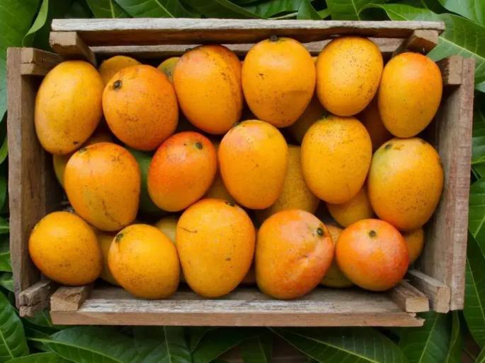 Mango: The sweetness of the king of fruits will decrease! | Mango: फळांच्या राजाचा गोडवा होणार कमी! Mango: The sweetness of the king of fruits will decrease! | Mango: फळांच्या राजाचा गोडवा होणार कमी!