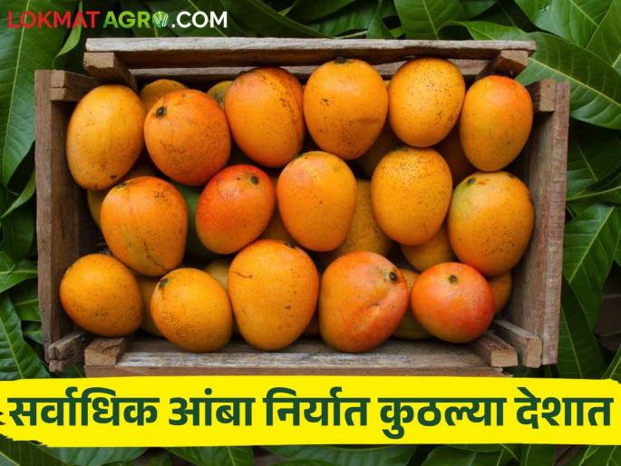 Mango Export: Sweetness of mango export, 2,057 MT exported abroad so far | Mango Export: आंब्याला निर्यातीचा गोडवा, आत्तापर्यंत परदेशात २,०५७ मेट्रिक टन निर्यात Mango Export: Sweetness of mango export, 2,057 MT exported abroad so far | Mango Export: आंब्याला निर्यातीचा गोडवा, आत्तापर्यंत परदेशात २,०५७ मेट्रिक टन निर्यात