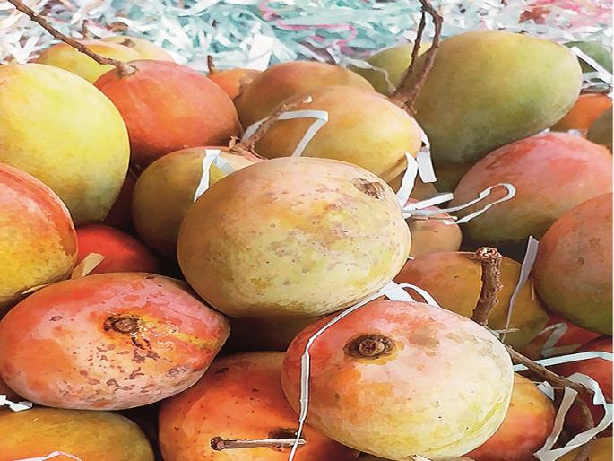 The Amarasa season; Lalbagh, Hapus lodged in Aurangabad bazaarpeth | आला आमरसाचा हंगाम; औरंगाबाद बाजरपेठेत लालबाग, हापूस दाखल  The Amarasa season; Lalbagh, Hapus lodged in Aurangabad bazaarpeth | आला आमरसाचा हंगाम; औरंगाबाद बाजरपेठेत लालबाग, हापूस दाखल
