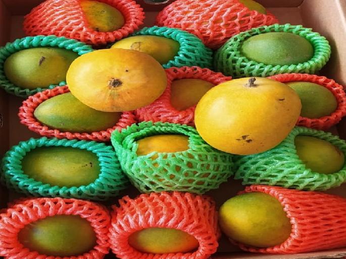 Hapus from Africa has come home to Hapus, Malawi Hapus is discussed in Ratnagiri | हापूसच्या माहेरघरी आलाय आफ्रिकेतील हापूस, रत्नागिरीत ‘मलावी हापूस’ची चर्चा Hapus from Africa has come home to Hapus, Malawi Hapus is discussed in Ratnagiri | हापूसच्या माहेरघरी आलाय आफ्रिकेतील हापूस, रत्नागिरीत ‘मलावी हापूस’ची चर्चा