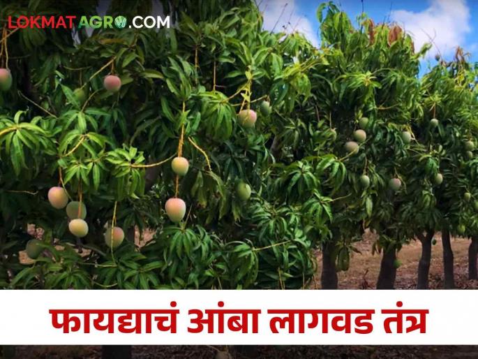 Mango Cultivation: Cultivating mangoes? This is a new method of cultivation | Mango Cultivation आंबा लागवड करताय? आलीय ही लागवडीची नवीन पद्धत Mango Cultivation: Cultivating mangoes? This is a new method of cultivation | Mango Cultivation आंबा लागवड करताय? आलीय ही लागवडीची नवीन पद्धत